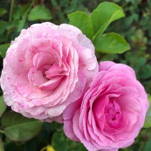 Meet your Posher, Carol